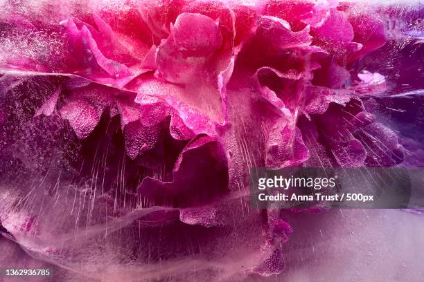 background of pink peony flower in ice cube with air bubbles - opal card stock pictures, royalty-free photos & images