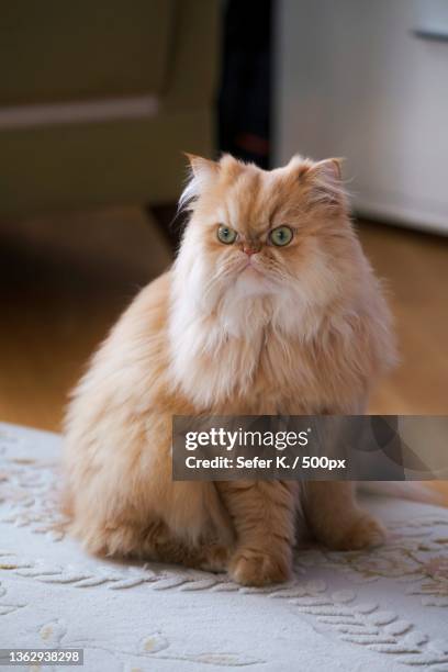 our cat is mercury,portrait of cat sitting on floor - persian stock pictures, royalty-free photos & images