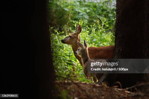 side view of roe deer standing in forest - roe deer female stock pictures, royalty-free photos & images