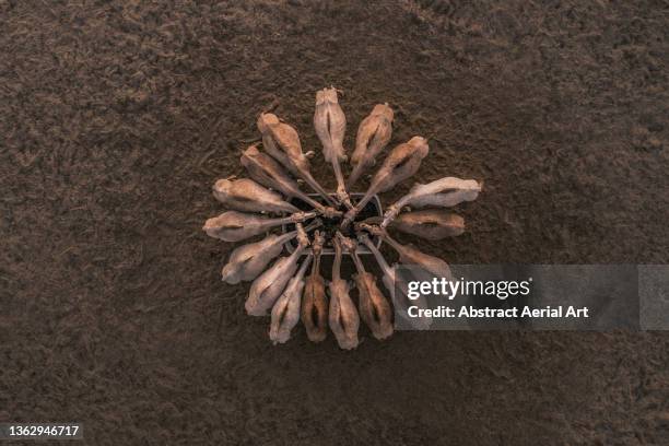 group of camels feeding in the desert photographed from directly above, dubai, united arab emirates - animal teamwork stockfoto's en -beelden