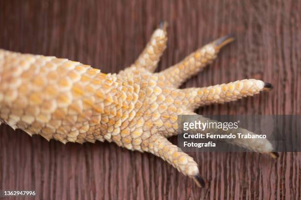 reptile claw - animal hand stock pictures, royalty-free photos & images