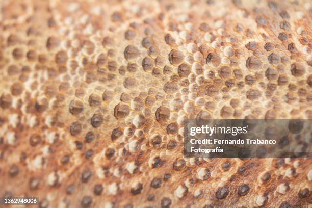 reptile  skin background - reptile purse foto e immagini stock