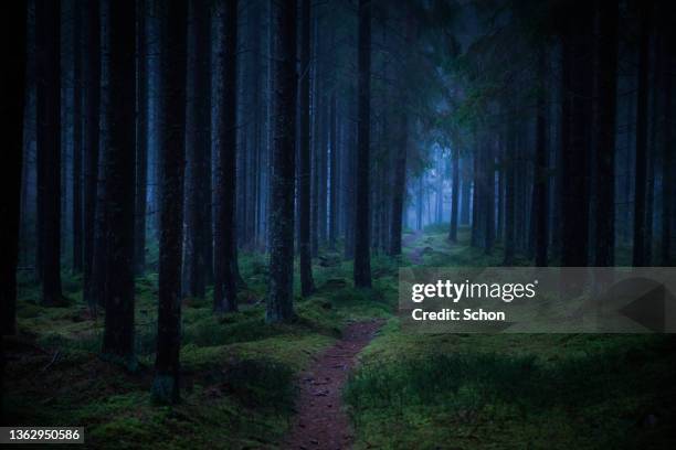 a path in misty coniferous forest in winter in dim light - tajga bildbanksfoton och bilder