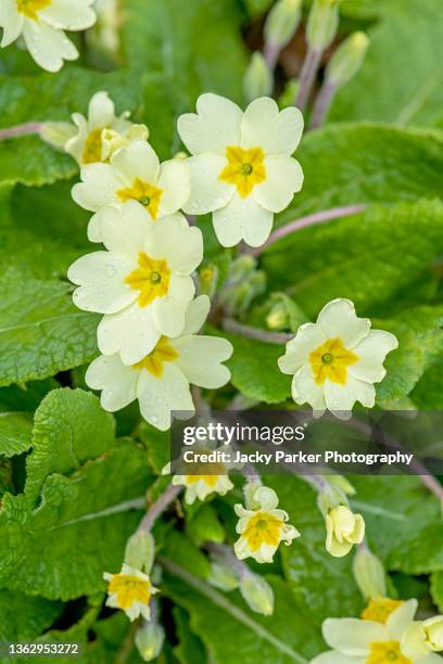 beautiful, spring flowering yellow primula flowers also known as primroses - primula stock pictures, royalty-free photos & images