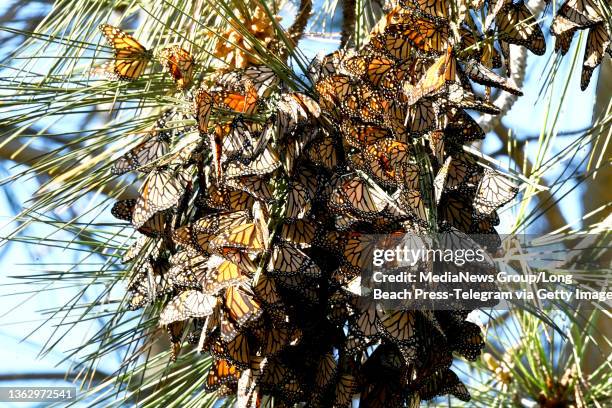 Hermosa Beach , CA A Hermosa Beach resident took it upon himself to plant milkweed in an area on the public greenbelt and now hundreds of monarch...