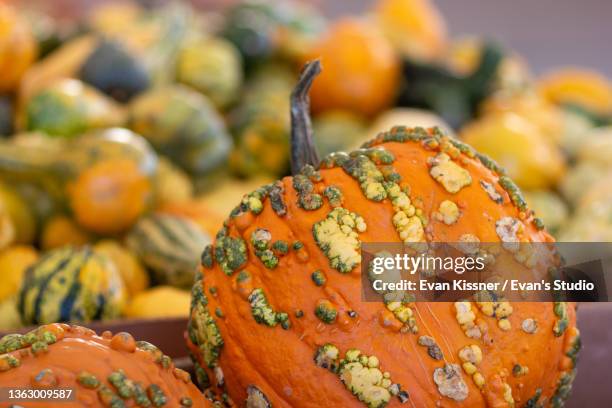 my pretty (ugly) pumpkin - warts stock-fotos und bilder