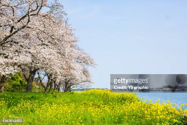 landscape with cherry blossoms and rape blossoms - hanami stock pictures, royalty-free photos & images