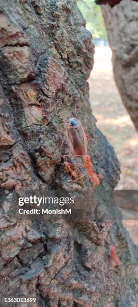 bugs and insects - wild flowers stockfoto's en -beelden