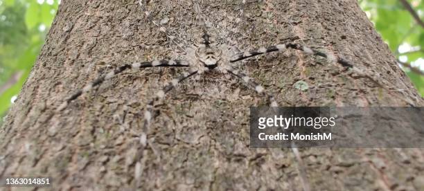 tree spider - woodland camo stock pictures, royalty-free photos & images