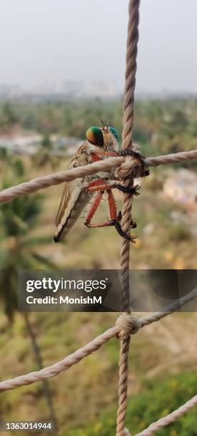 robber fly hanging for dear life - proboscis stock pictures, royalty-free photos & images