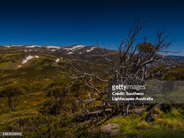 snow gums in the snowy mountains, southern new south wales - snow gums stock pictures, royalty-free photos & images