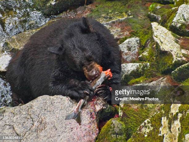 black bear eating salmon on the rocks - mammal stock pictures, royalty-free photos & images