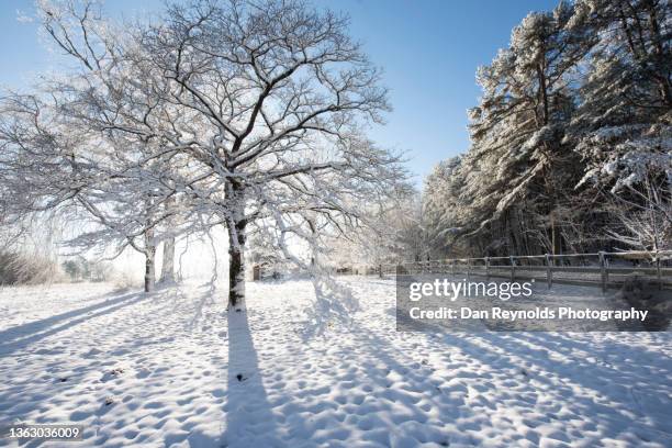 winter landscape - nashville winter stock pictures, royalty-free photos & images