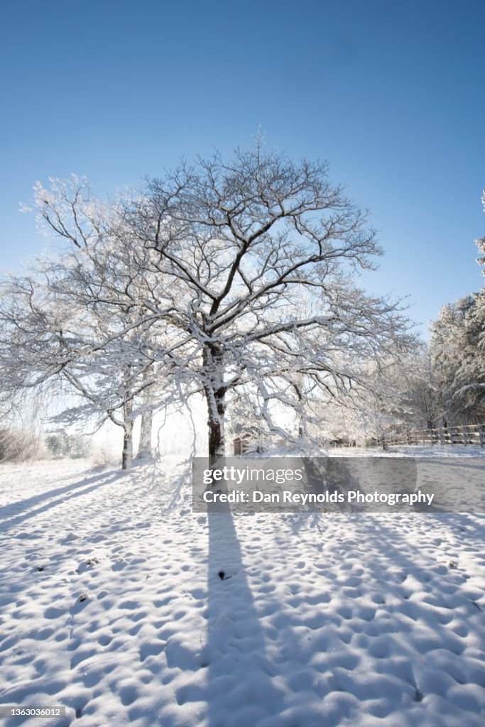Winter Landscape