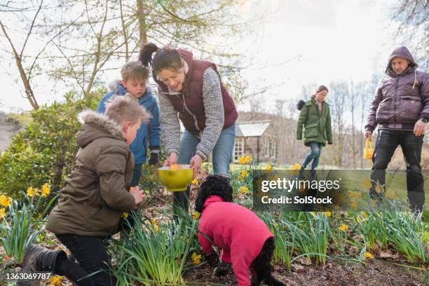 finding the easter eggs - dog searching stock pictures, royalty-free photos & images