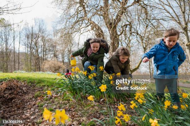 looking for easter eggs - easter photos bildbanksfoton och bilder