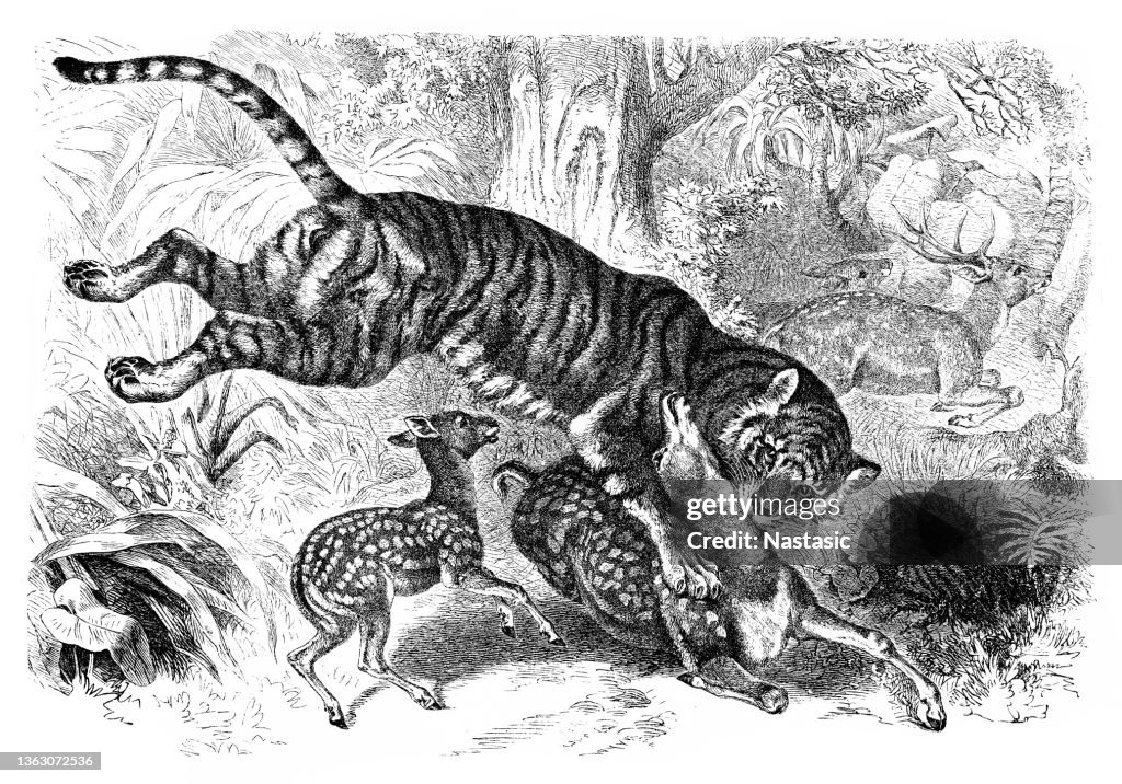 Bengal tiger (Panthera tigris tigris) hunting