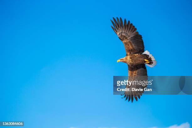 white-tailed eagle - white tailed eagle stock pictures, royalty-free photos & images