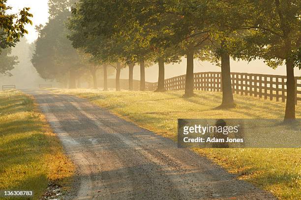 rural road and fence on horse farm at sunrise - kentucky road stock pictures, royalty-free photos & images