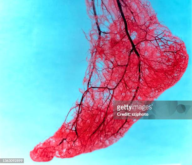 human foot arteries and veins - veia humana - fotografias e filmes do acervo