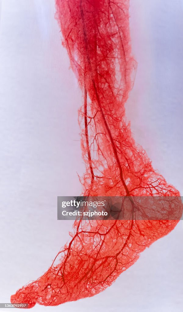 Human foot arteries and veins