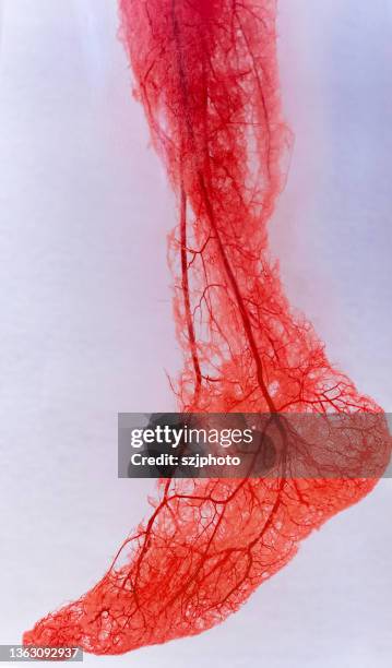 human foot arteries and veins - blood tubes stockfoto's en -beelden