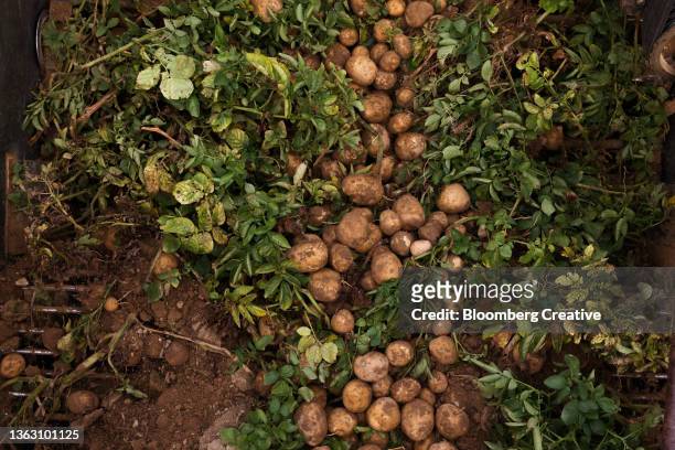 potato harvest - american potato farm stockfoto's en -beelden