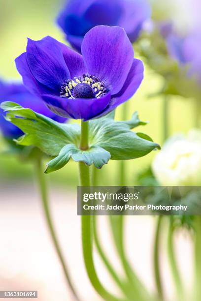 close-up of the spring anemone coronaria, the purple poppy anemone, spanish marigold, or windflower - bukettanemon bildbanksfoton och bilder