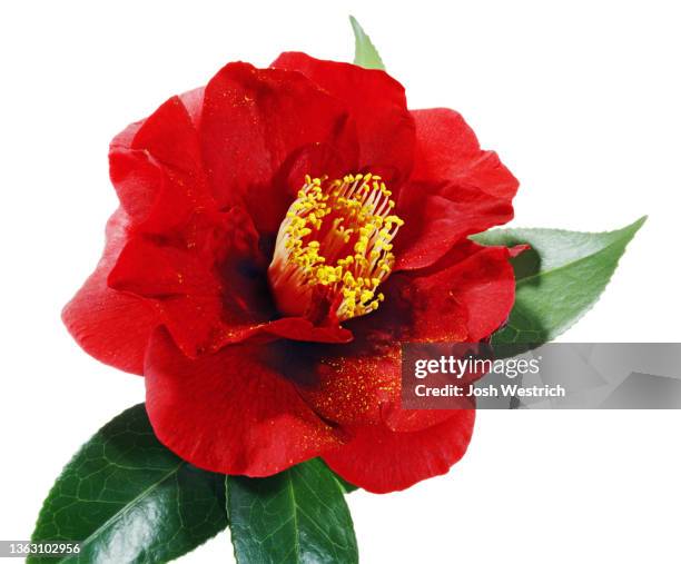 camellia japonica ‘bob hope’ - camellia japonica stock pictures, royalty-free photos & images