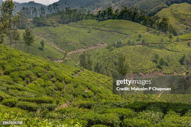 munnar - tea estate and plantations with beautiful scenery, kerala, india - munnar stockfoto's en -beelden