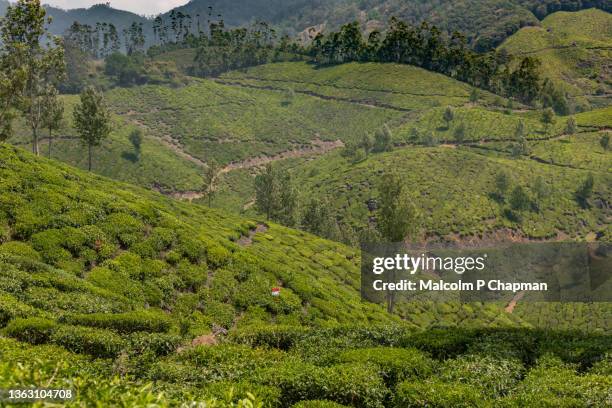 munnar - tea estate and plantations with beautiful scenery, kerala, india - kerala stock pictures, royalty-free photos & images