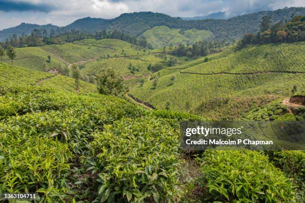 munnar - tea estate and plantations with beautiful scenery, kerala, india - plantage stock-fotos und bilder