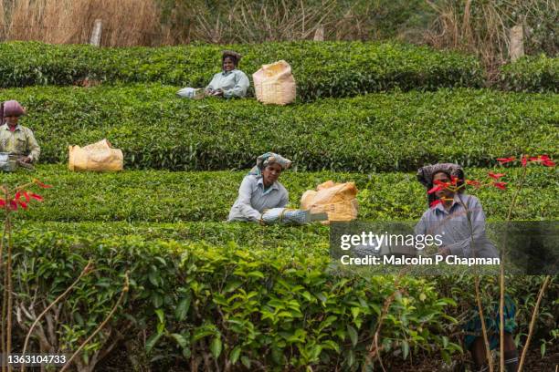 munnar - tea pickers on plantation, kerala, india - india "malcolm p chapman" or "malcolm chapman" stock-fotos und bilder