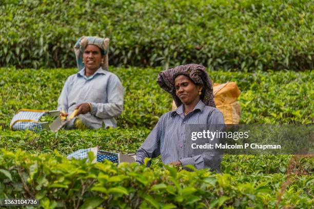 munnar - tea pickers on plantation, kerala, india - munnar photos et images de collection