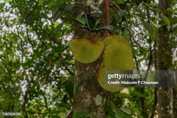 munnar - jackfruit on tree, kerala, india, 'superfood' being rich in potassium, calcium, and iron - jackfruit stock-fotos und bilder