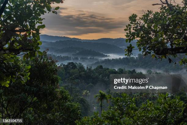 munnar - misty hills at sunrise, western ghats, kerala, india - munnar stock-fotos und bilder