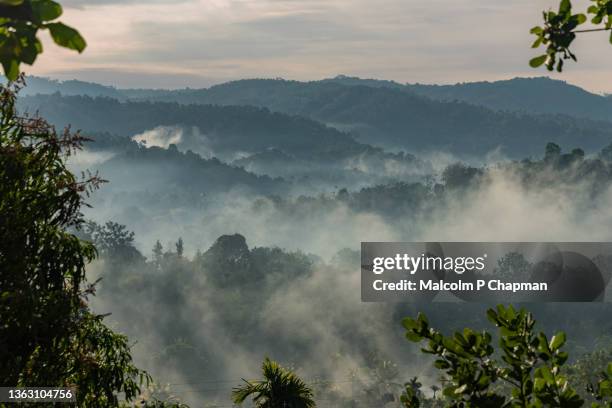 munnar - misty hills at sunrise, kerala, india - munnar photos et images de collection