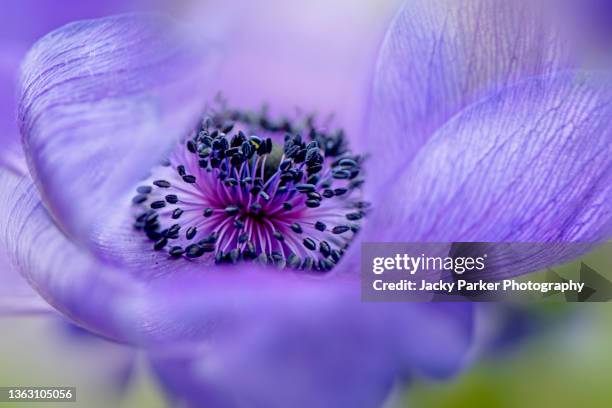 close-up of the spring anemone coronaria, the purple poppy anemone, spanish marigold, or windflower - ranunculus stock pictures, royalty-free photos & images