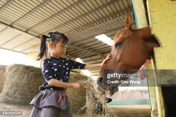 a smiling asian girl playing with a horse. - horse trough stock pictures, royalty-free photos & images