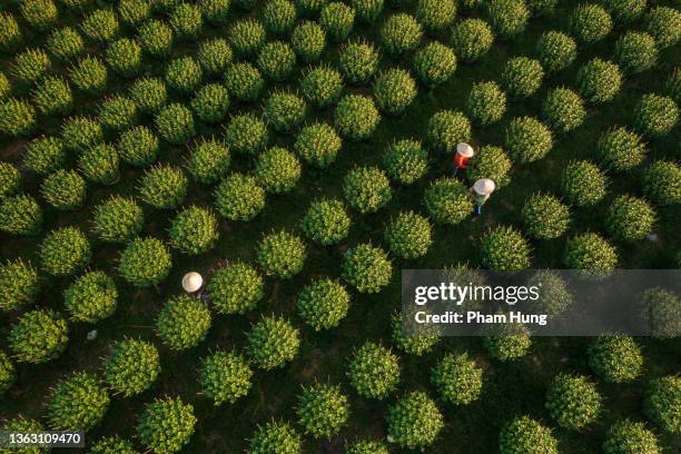 take care chrysanthemum flowers - asian style conical hat stockfoto's en -beelden