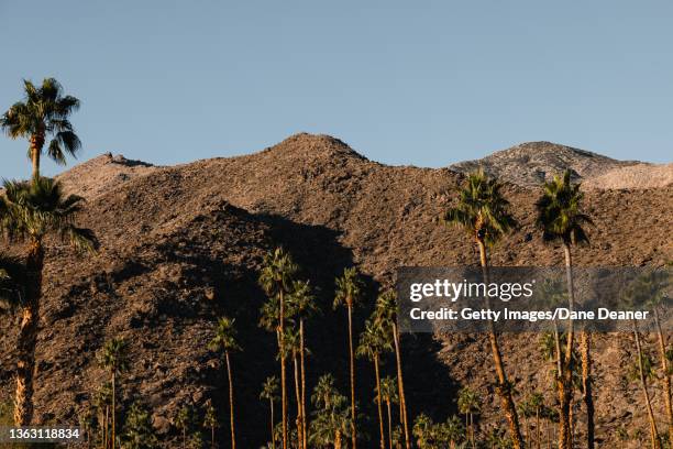 palm springs - palm desert stock pictures, royalty-free photos & images