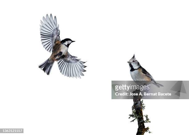 close-up of crested tit (lophophanes cristatus) and tannenmeise (periparus ater) coal tit in flight on a white background. - klapwieken stockfoto's en -beelden