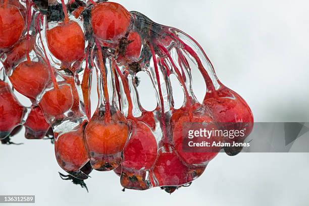 hawthorn berries encased in ice - adam berry stock pictures, royalty-free photos & images