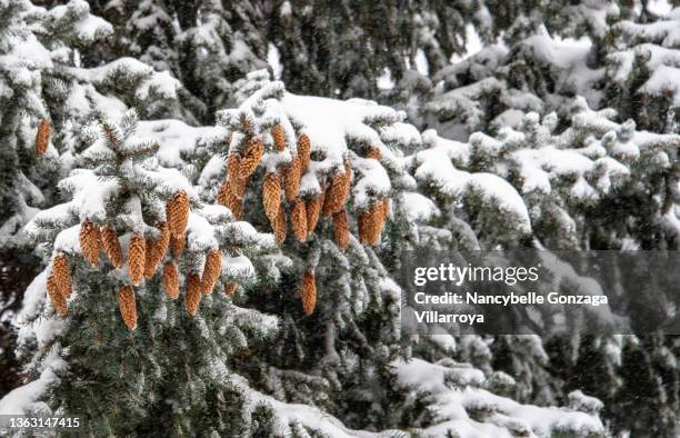 snow on blue spruce tree - frosted pinecone stock pictures, royalty-free photos & images