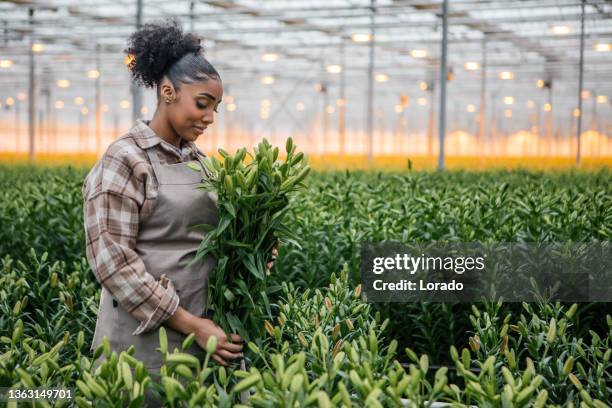 un adolescente trabajador agrícola de raza mixta en un invernadero de lirios en holanda - invernadero fotografías e imágenes de stock