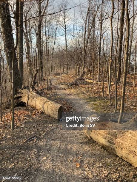 path through the fallen tree - baumstamm am boden stock-fotos und bilder