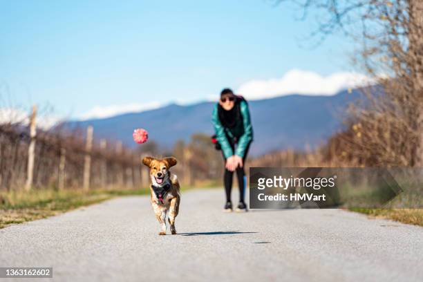 mid adult woman and her young kooikerhondje dog enjoy playing with the ball in the nature - mid winter ball imagens e fotografias de stock