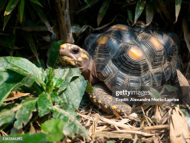 red-footed tortoise (chelonoidis carbonarius) a species from northern south america walking in the forest - wilderness area stockfoto's en -beelden