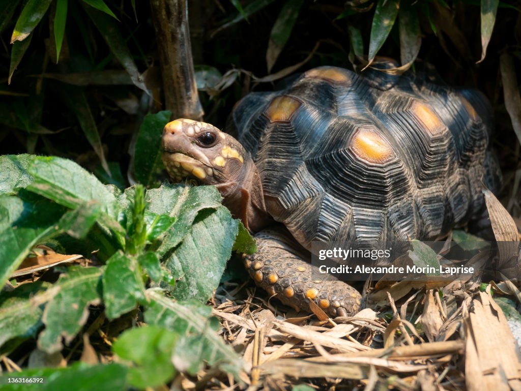 Red-Footed Tortoise (Chelonoidis Carbonarius) a Species from Northern South America Walking in the Forest