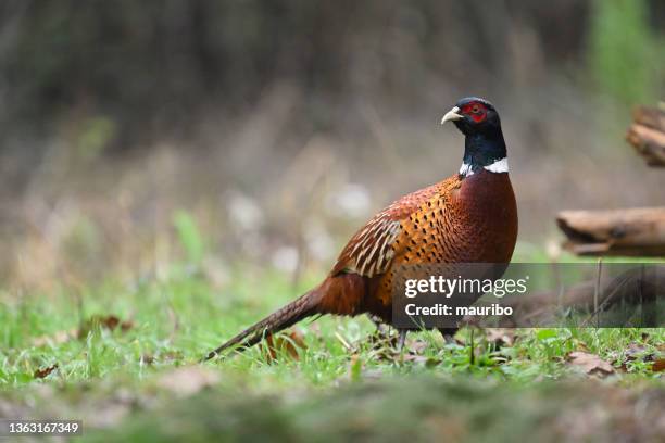 pheasant (phasianus colchicus) - pheasant stock pictures, royalty-free photos & images